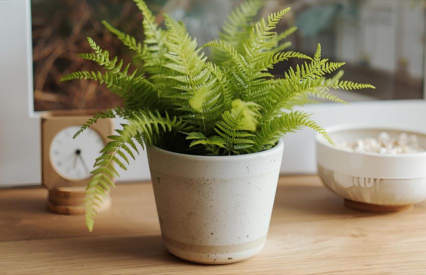 Green Fern Plant - Mini: A Real Touch of Nature for Calm, Modern Spaces