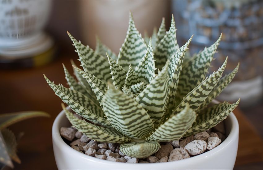 Haworthia Fasciata Plant Care Guide: A Beginner’s Zebra Succulent for Modern Spaces