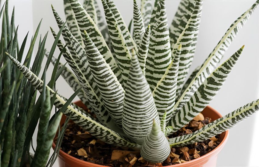 Essential Care Tips to Keep Your Haworthia Fasciata Plant Thriving Indoors