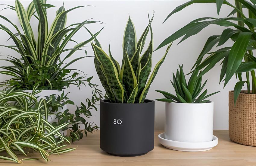 Haworthia Limifolia var. Ubomboensis Care Guide for Modern Indoor Pots