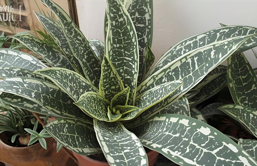 Top Care Tips for Haworthia Limifolia var. Ubomboensis Lime Haworthia Plant