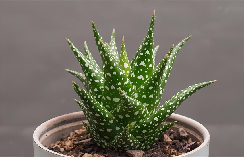 Essential Care Tips for Healthy Haworthia Maculata Plant Growth and Longevity