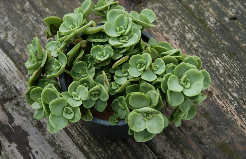 How to Grow and Care Heart Hoya Plant for Modern Green Spaces