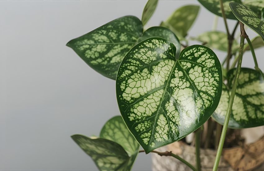 How to Grow and Care for Your Variegated Hoya Heart Plant Indoors