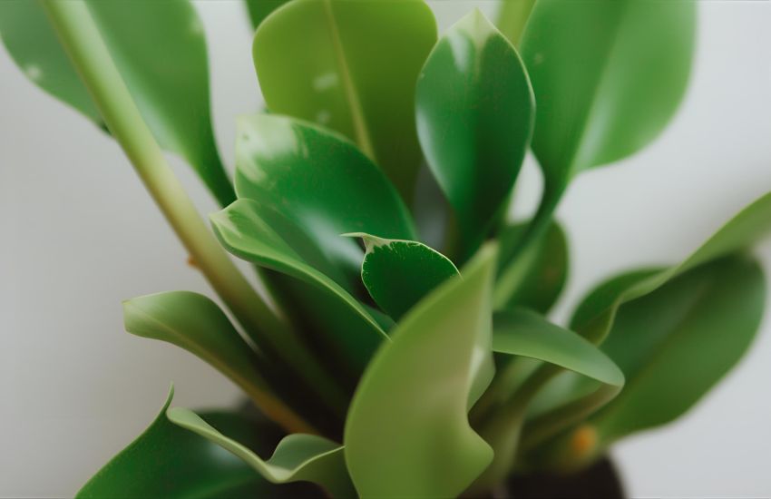 Advantages of Growing a Mini Jade Plant Indoors