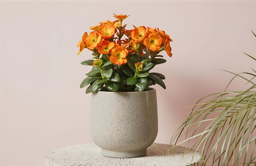 Orange Kalanchoe Plant: A Vibrant Flower for Modern, Sustainable Indoor Beauty