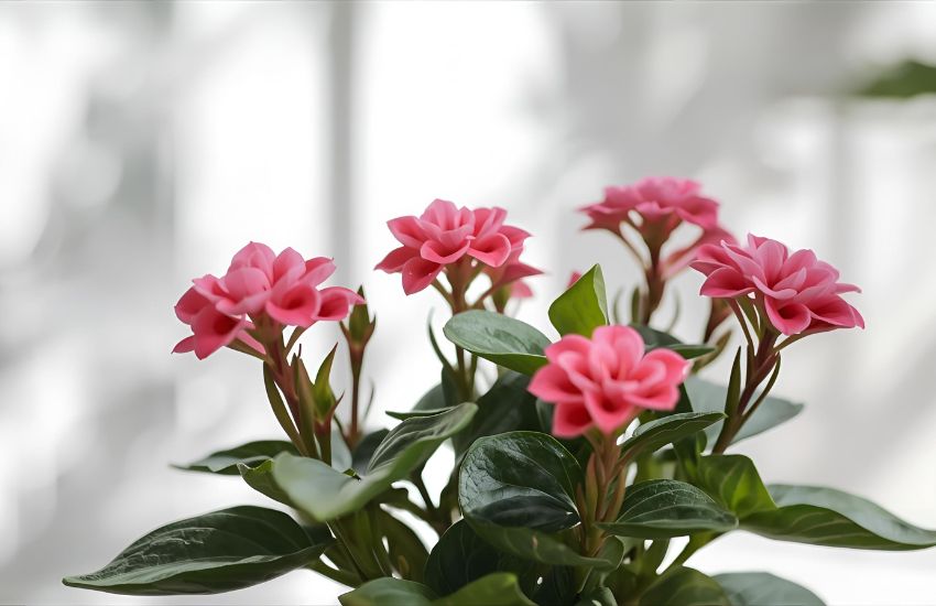 Sustainable Care Tips for a Thriving Pink Kalanchoe Plant Indoors
