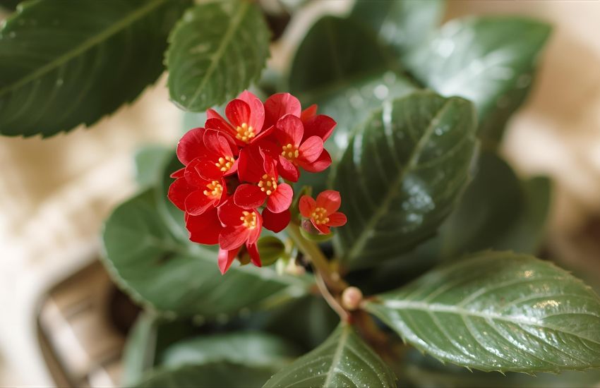 Sustainable Care Tips for Your Red Kalanchoe Plant to Thrive Indoors