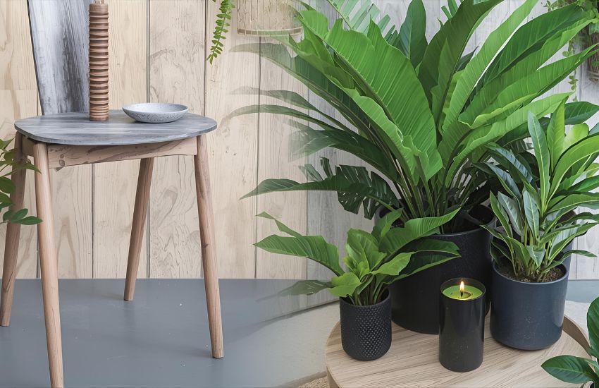 Dwarf ZZ Plant: A Modern Zamioculcas Zamiifolia Care Guide for Stylish Spaces