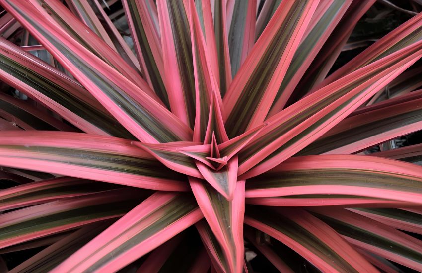 Earth Star Plant - Pink: A Stunning Cryptanthus for Modern Indoor Beauty