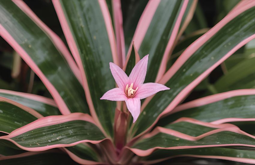 Propagation and Pest Management Tips for Your Pink Earth Star Plant