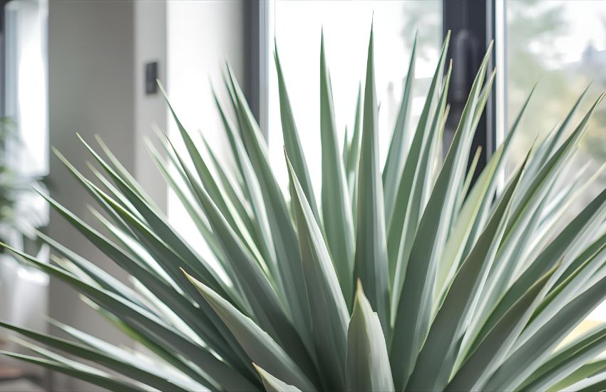 Yucca Silver Plant Care: Yucca Rostrata Guide for Silver Anniversary Homes