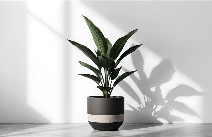 ZZ Plant Varieties and Cultivars to Enhance Indoor Green Elegance