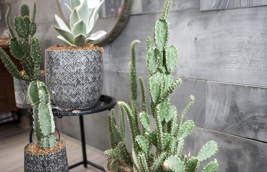 Essential Care Tips for Using Elongated Cactus Plant - Variegated as Modern Decoration