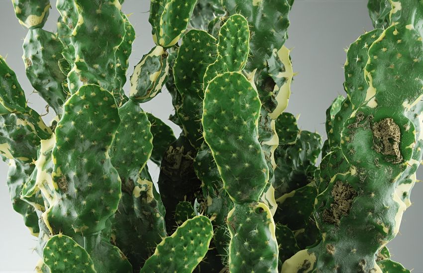 Essential Care Tips for Using Elongated Cactus Plant - Variegated as Modern Decoration