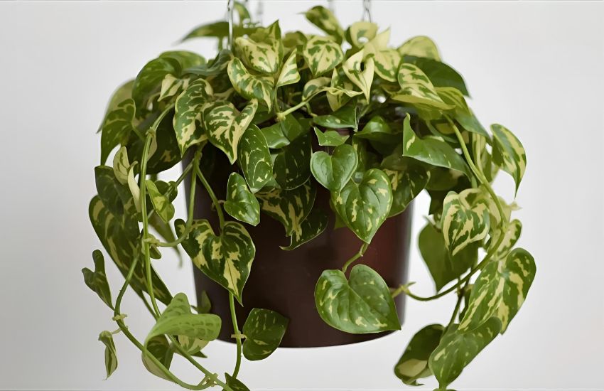 Top Ways to Grow and Care for English Ivy Variegated in Hanging Planter