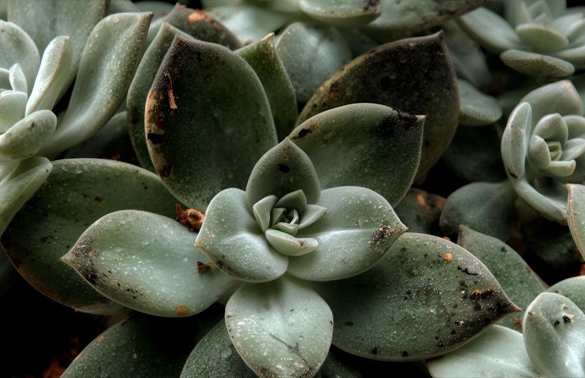 How to Grow Euphorbia Francoisii Thai Hybrid Plant Successfully in a Stylish Pot