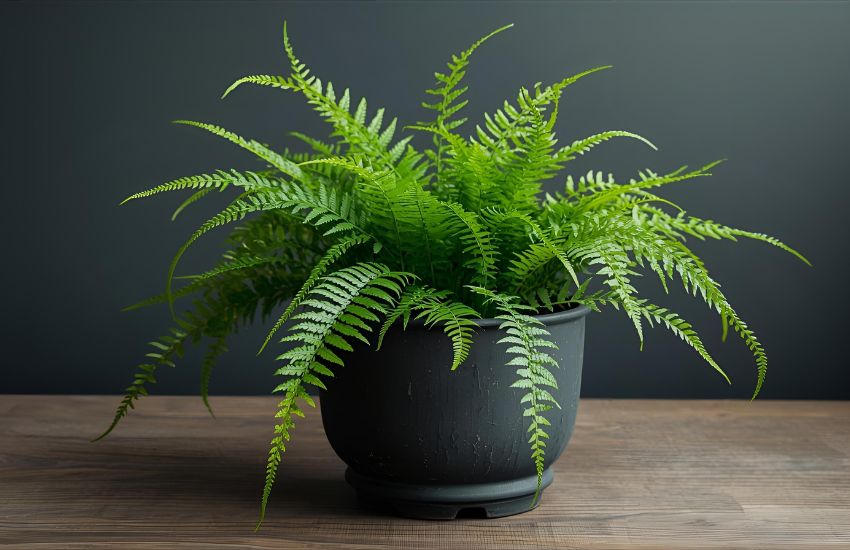Fern Morpankhi - Medium Plant: Green Beauty with Easy Indoor Care Tips