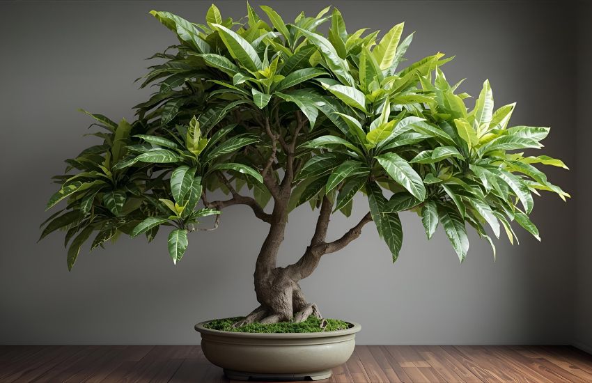 Ficus Benghalensis Variegated: A Stunning Variegated Banyan Tree Beauty