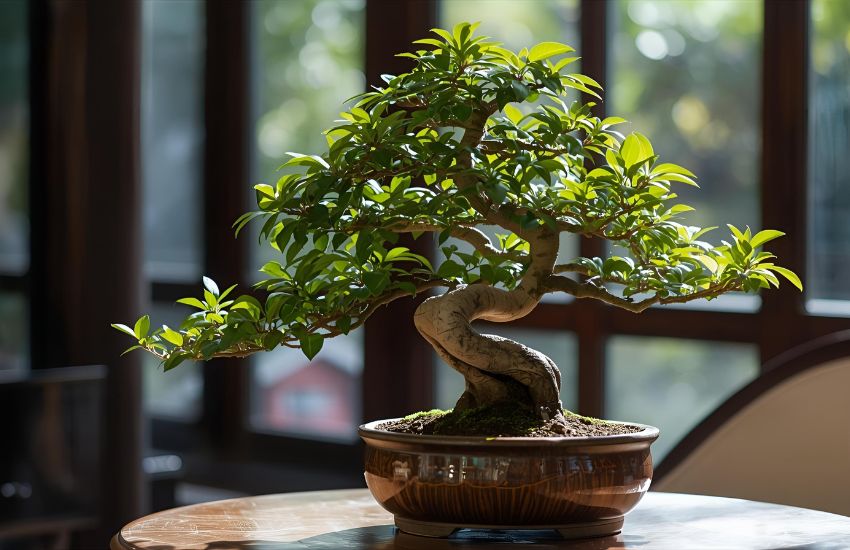 Ficus Bonsai Plant: Discover the Timeless Beauty of Ginseng Ficus Bonsai Tree
