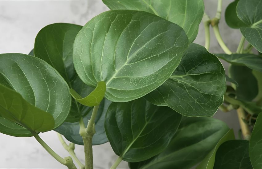 Ficus Lyrata Bambino -XL: Dwarf Fiddle Leaf Fig Care Guide
