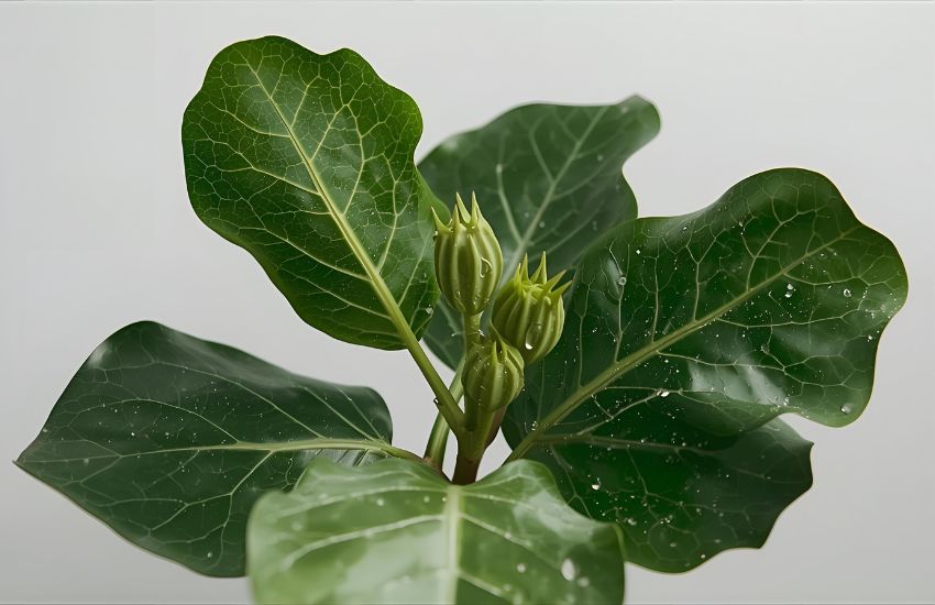 Caring for Ficus Lyrata Bambino - XL and Dwarf Fiddle Leaf Fig