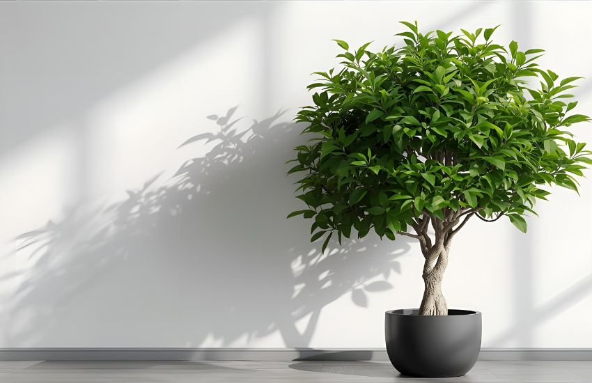 Netted Ficus Microcarpa Tree Care Guide for Modern Indoor Green Serenity