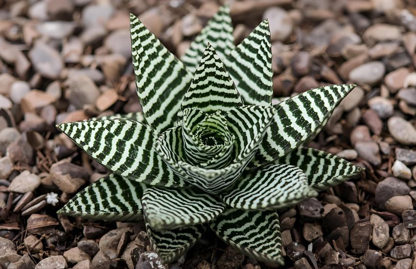 Understanding the Zebra Haworthia Succulent and Its Unique Growth Needs