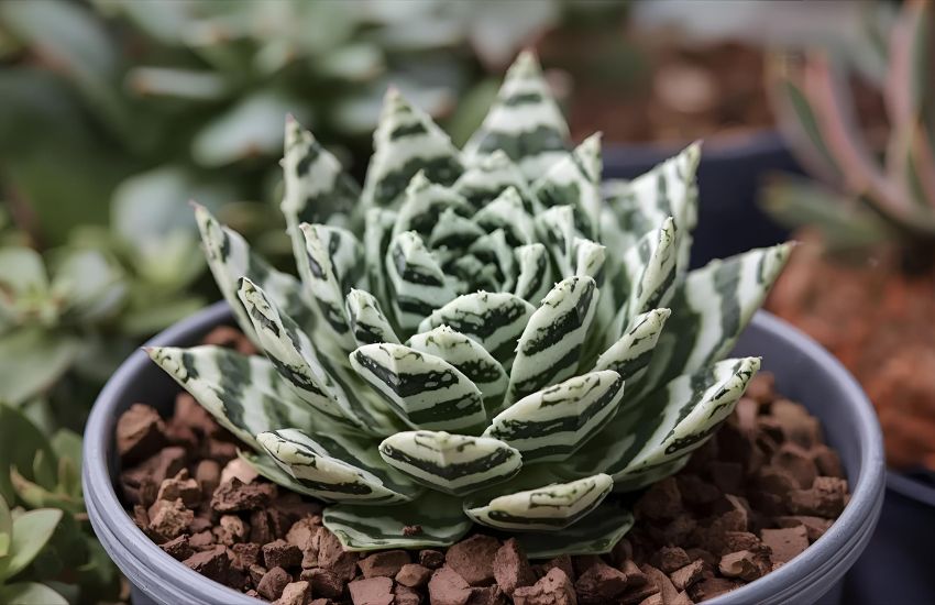 Complete Zebra Haworthia Plant Care Guide: Water, Pot, Repot, and Maintenance Tips