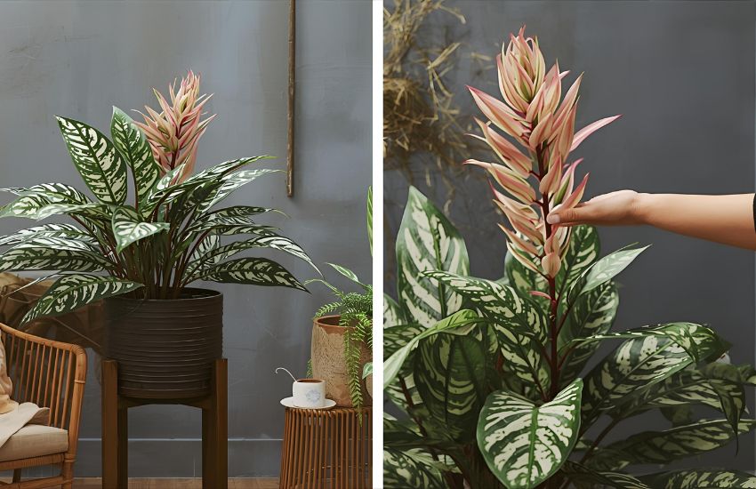 Aglaonema Queen Plant Prices and Market Trends for Indoor Plants