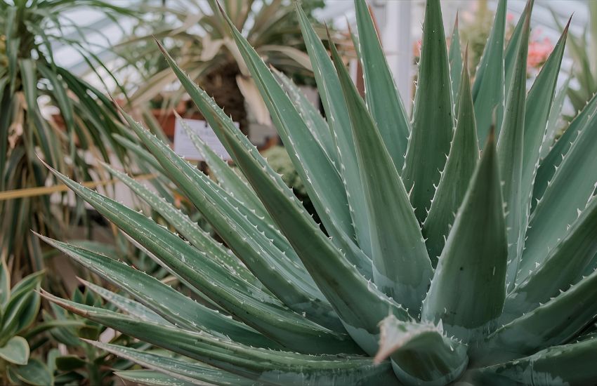 Exploring Aloe Pepe Plant Prices and Market Trends