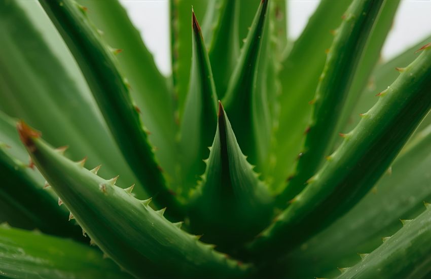 Sustainable Aloe Juvenna Plant Price Guide for Indoor Plants