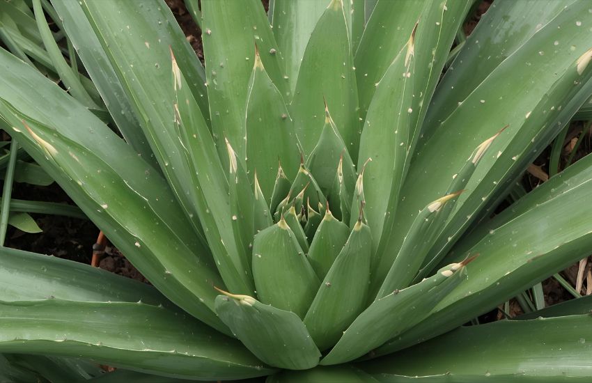 Aloe Juvenna Plant Price Guide: Tiger Tooth Aloe 6 Inch Pot