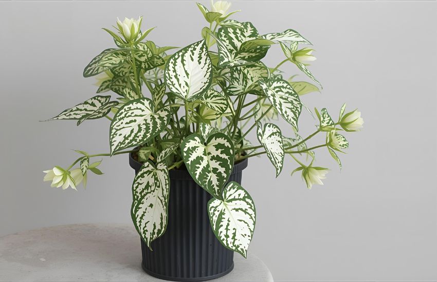 Aralia Variegated White Plant Mini Price and Value Guide