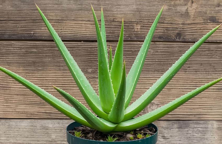 Aloe Vera Plant Prices and Market Trends Explained