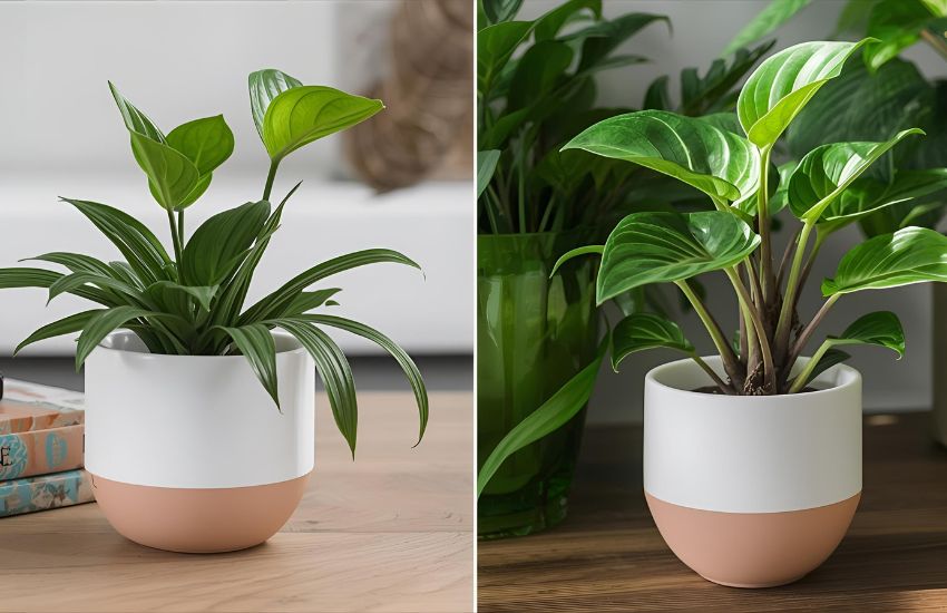 Stromanthe Triostar Plant - Set of 2 Price for Stylish Indoor Pots