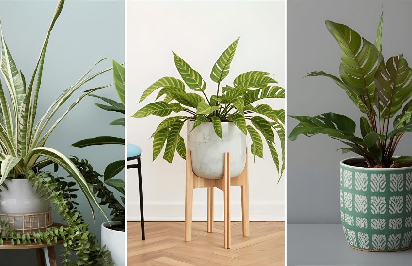 Our Favorite Plants for Dad: Best Houseplant Gift Ideas to Celebrate