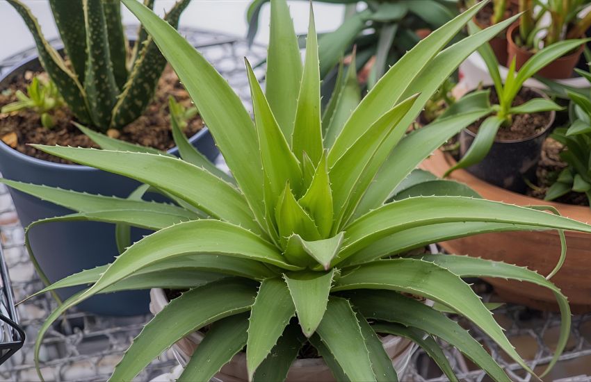 Aloe Vera Star Plant Price: Exotic Indoor Succulent for Homes