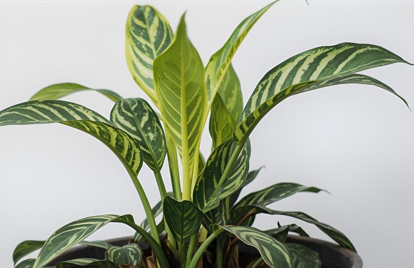 Yellow Leaf Clues: Nutrient Deficiency, Root Damage, or Moisture Stress?