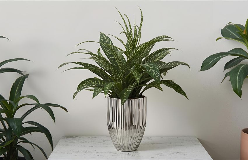 Aechmea Fasciata Plant Price Silver Vase Urn Bromeliad Guide