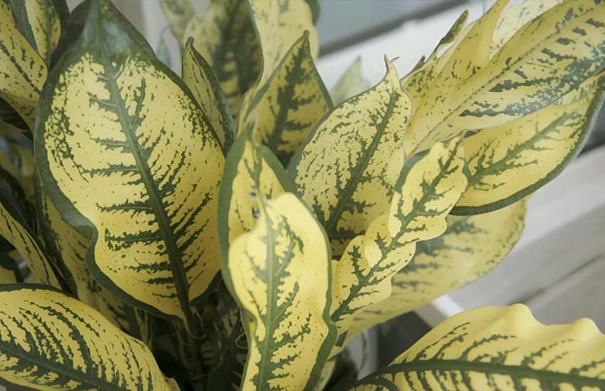 Why Does My Plant Have Yellow Leaves? Fix Indoor Plant Trouble Fast