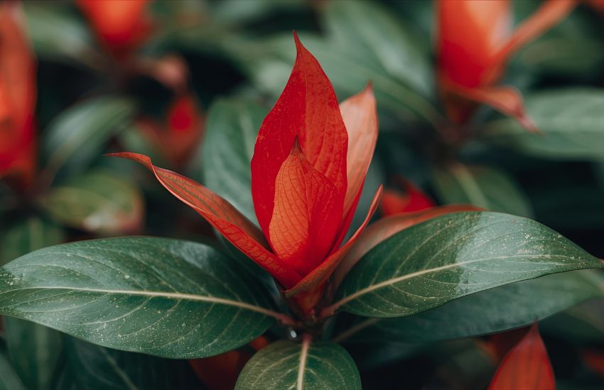 Aglaonema Red Plant Price Guide: Discover the Stunning Red Aglaonema