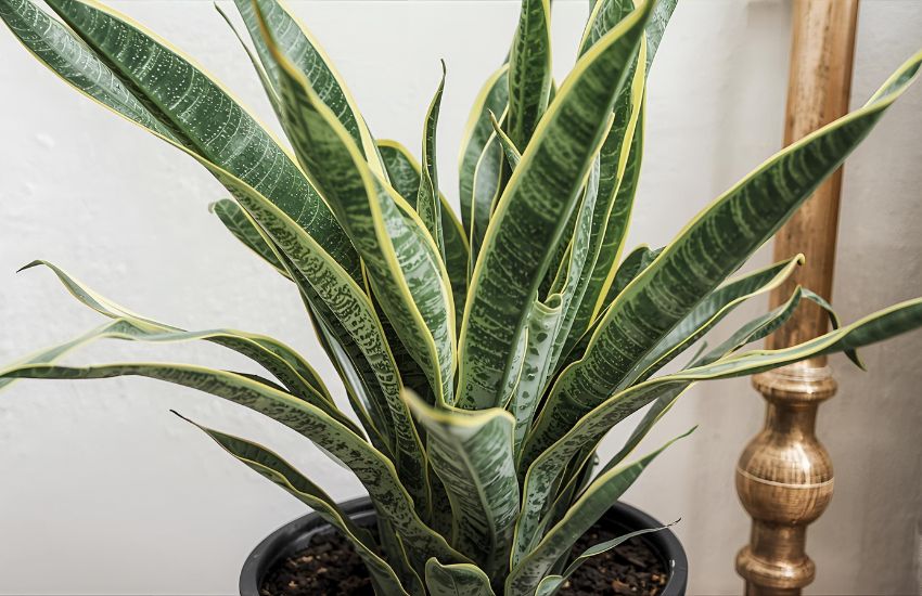 Houseplant Care: Brown Spots on My Dracaena? Here’s What to Do