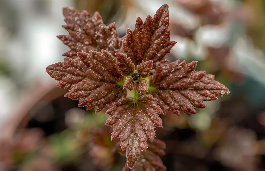 What Causes Brown Crispy Leaves? Top Culprits You Should Know