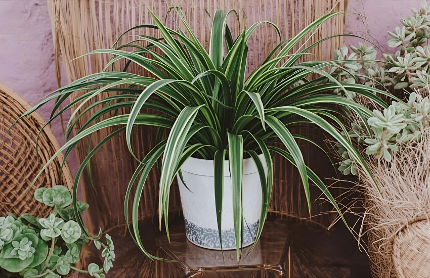 How to Spot and Treat Spider Mites: Save Your Spider Plants Fast