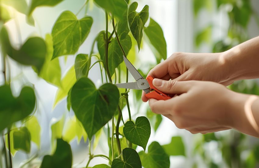 How to Trim Your Plants: Pro Tips to Prune Any Houseplant Vine