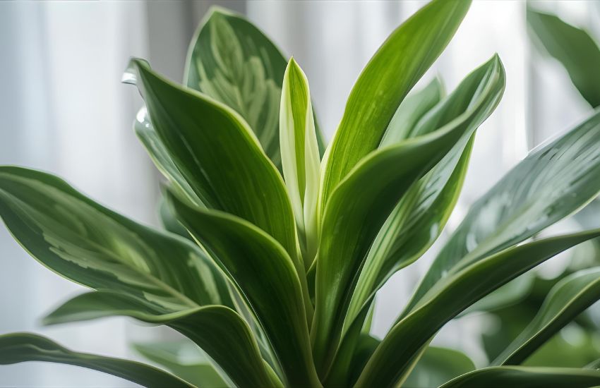 Spot the Signs of New Growth: From Baby Leaves to Fresh Stems