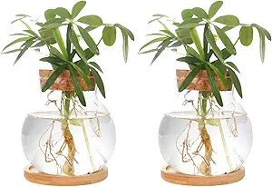 Plant Propagation Station