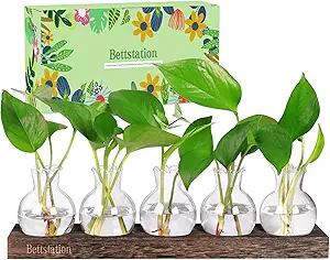 Plant Propagation Station