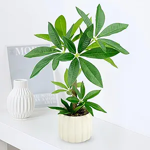 Small Money Tree Bonsai 15.2inch Artificial Desk Plant in White Ceramic Pot